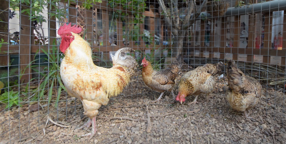 Gallos y Gallinas objeto de estudio en Granja de Tejina (TF)