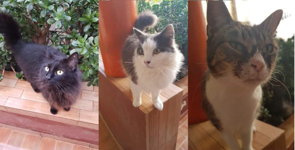 Trio de Gatoenchufados