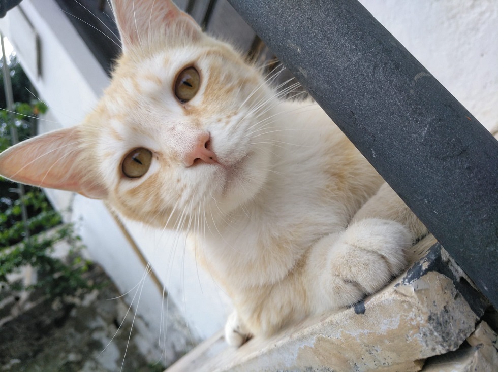 El Gato Bermudez acechando  en la sucursal canariona de Pedro Martín