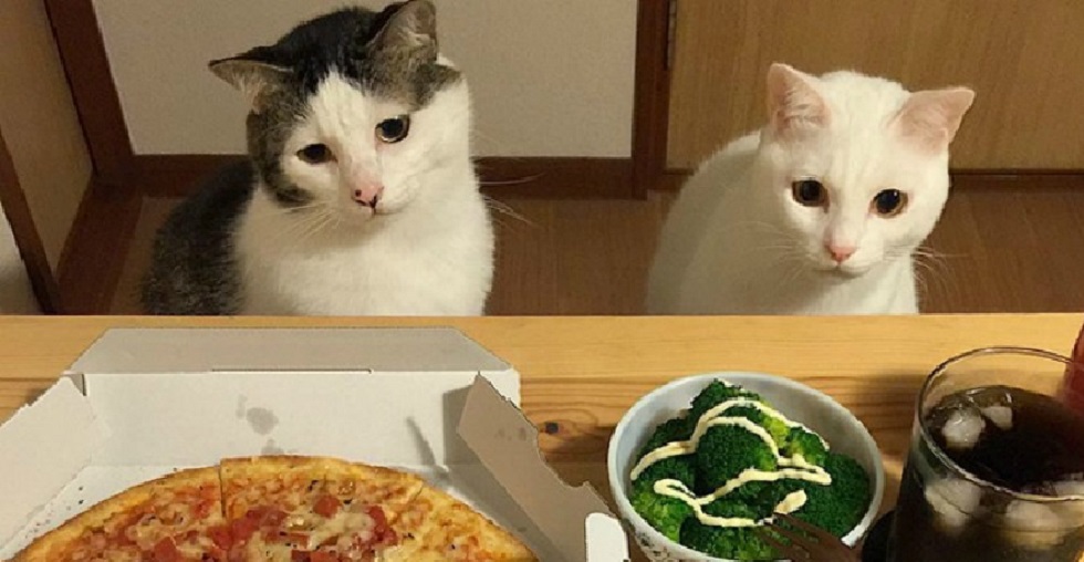 Gatitos cabildicios tentados por el Gobierno