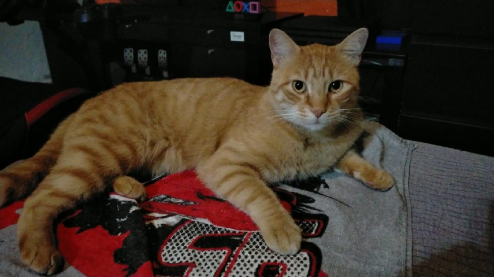 La Gato-Alcaldesa tan pancha en su bungalow