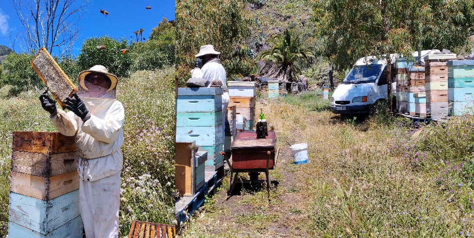 La Abeja Negra Canaria no puede seguir esperando