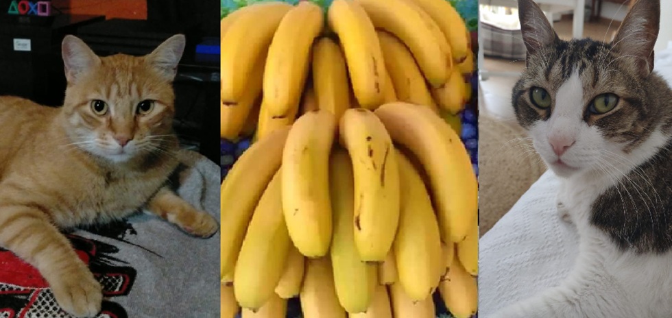 El mito isle&ntilde;o de los Gatos y Pl&aacute;tanos mayeros