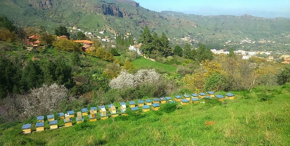 Apiarios centinela contra la abeja asi&aacute;tica con Apigranca