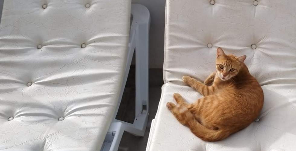 El Gatito Marlaska descansando en el Baobab de Maspalomas