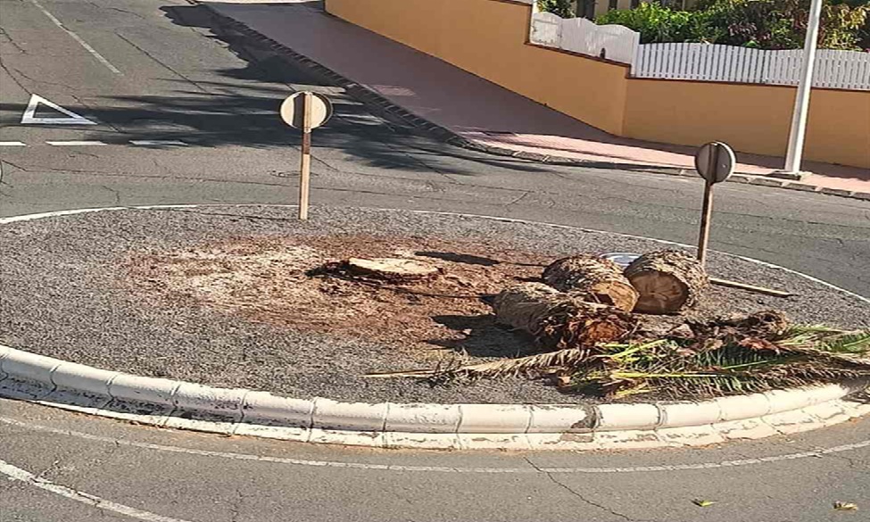 Palmera podada de ra&iacute;z en Taliarte. Foto Telde Actualidad y Redes Sociales.