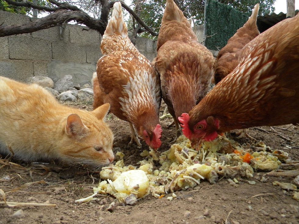 Gato de la Isleta con los alcaldes gallinitas