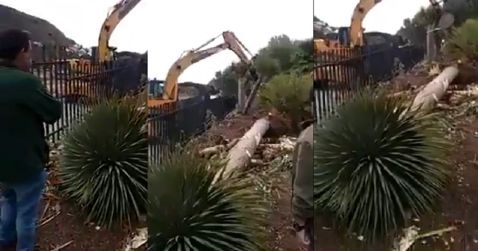 Grua tirando dragos en Jardin Canario. Imagen Defensa Paisaje GC