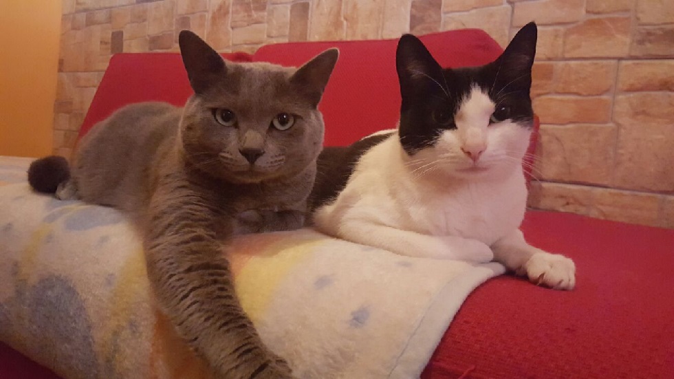 Pedrito y Teo, los jovénes GatoAlcaldes del Guanartemato de NC
