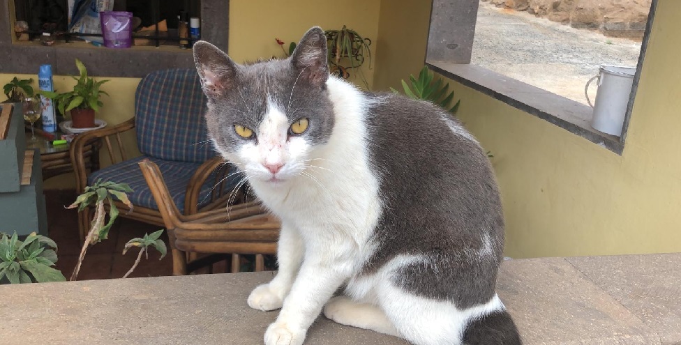 El Gato Rufino en su mansión de Cueva Antón. Foto JMoreno