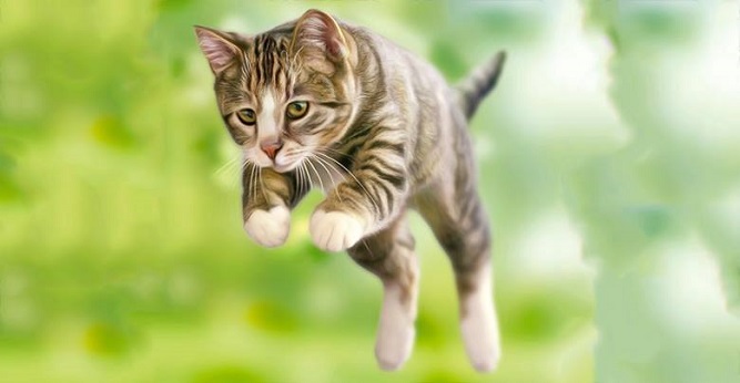 Chano Franquis o los gatos siempre caen de pié