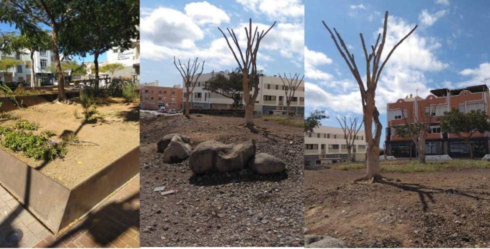 Abandono y sin riego zonas verdes Tablero Maspalomas