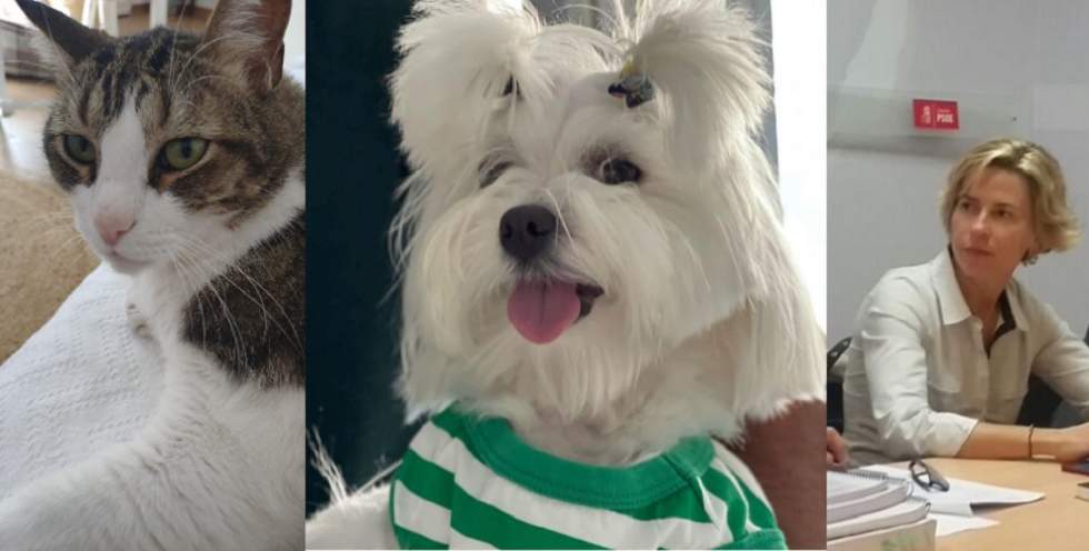 El Gato Marichal antes y después de la transformación ante Conchy