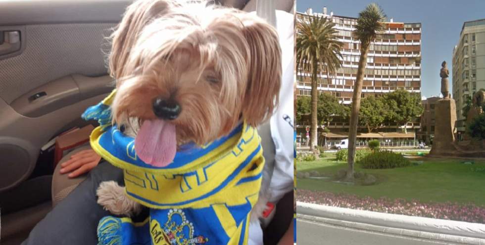 Roque el forofo canino de la UD Las Palmas