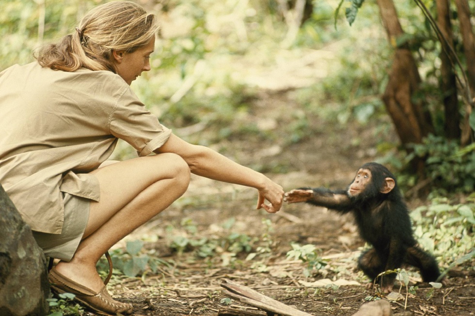Dra. Jane Goodall apoyó a la abeja negra canaria