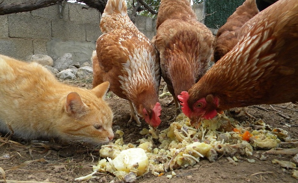 El Gato Ibarra supervisando el tratamiento de las aguas jediondas del Puerto